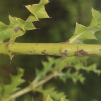 Acanthus ilicifolius L.